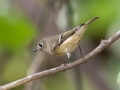 Ruby-crowned Kinglet - Lake Barkley WMA, Dover,  Stewart County, October 4, 2020