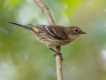 Yellow-rumped Warbler - Lake Barkley WMA, Dover,  Stewart County, October 4, 2020