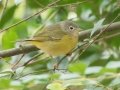 Nashville Warbler - Land Between the Lakes - Gray's Landing, Stewart County, October 25, 2020