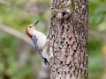 Red-bellied Woodpecker - Lake Barkley WMA, Dover,  Stewart County, October 4, 2020
