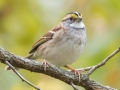 White-throated Sparrow - Land Between the Lakes - Gray's Landing, Stewart County, October 25, 2020