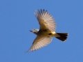 Cassin's Kingbird - Bells Bend Park, Nashville, Davidson County, December 9, 2020