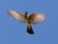 Cassin's Kingbird - Bells Bend Park, Nashville, Davidson County, December 9, 2020