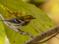 Black-throated Green Warbler (male) - Lake Barkley WMA, Dover,  Stewart County, October 8, 2020
