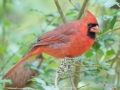 Northern Cardinal (male) - Land Between the Lakes - Gray's Landing, Stewart County, October 25, 2020