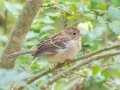 Field Sparrow - Land Between the Lakes - Gray's Landing, Stewart County, October 25, 2020