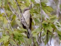 Yellow-billed Cuckoo - Lake Barkley WMA, Dover,  Stewart County, October 4, 2020