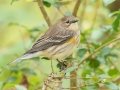 Yellow-rumped Warbler (Myrtle) - Land Between the Lakes - Gray's Landing, Stewart County, October 25, 2020