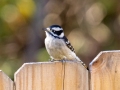 Downy Woodpecker (female) - Yard Birds - Dunbar Cave Neighborhood, Clarksville, Montgomery County, October 16, 2020
