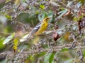 Blackburnian Warbler (female) - Lake Barkley WMA, Dover,  Stewart County, October 12, 2020