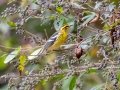 Blackburnian Warbler (female) - Lake Barkley WMA, Dover,  Stewart County, October 12, 2020