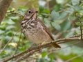 Hermit Thrush - Land Between the Lakes - Gray's Landing, Stewart County, October 25, 2020