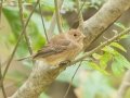 Indigo Bunting (female) - Land Between the Lakes - Gray's Landing, Stewart County, October 25, 2020