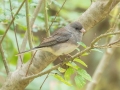 Dark-eyed Junco  (Slate-colored) - Land Between the Lakes - Gray's Landing, Stewart County, October 25, 2020