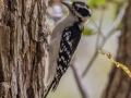 Downy Woodpecker (female) - Lake Barkley WMA, Dover,  Stewart County, October 12, 2020