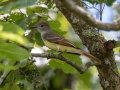 Great-crested Flycatcher - Cross Creeks NWR, Stewart County, July 22, 2020