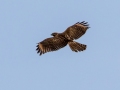 Red-shouldered Hawk (juvenile) -  Cross Creeks NWR, Stewart County, July 22, 2020