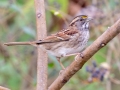 White-throated Sparrow - Cross Creeks Headquarters, Dover, Stewart County, October 26, 2020