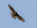 Red-shouldered Hawk (juvenile) -  Cross Creeks NWR, Stewart County, July 22, 2020