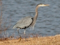 Great Blue Heron - Liberty Park and Marina, Clarksville, Montgomery County, December 16, 2020