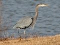 Great Blue Heron - Liberty Park and Marina, Clarksville, Montgomery County, December 16, 2020