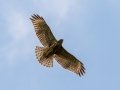 Red-shouldered Hawk (juvenile) -  Cross Creeks NWR, Stewart County, July 22, 2020