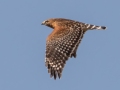 Red-shouldered Hawk - Liberty Park and Marina, Clarksville, Montgomery County, December 16, 2020