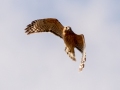 Red-shouldered Hawk - Liberty Park and Marina, Clarksville, Montgomery County, December 16, 2020