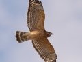 Red-shouldered Hawk - Liberty Park and Marina, Clarksville, Montgomery County, December 16, 2020