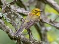 Prairie Warbler - Carter Trails, Robertson County, July 1, 2020