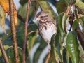 Song Sparrow - Bells Bend Outdoor Center, Nashville, Davidson County, October 17, 2020