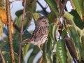 Song Sparrow - Bells Bend Outdoor Center, Nashville, Davidson County, October 17, 2020