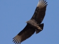 Black Vulture - Liberty Park and Marina, Clarksville, Montgomery County, December 16, 2020