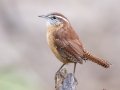 Carolina Wren - Cross Creeks Headquarters, Dover, Stewart County, October 26, 2020