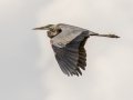 Great Blue Heron - Cross Creeks NWR, Stewart County, July 22, 2020