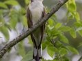 Yellow-billed Cuckoo - Carter Trails, Robertson County, July 1, 2020