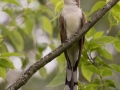 Yellow-billed Cuckoo - Carter Trails, Robertson County, July 1, 2020