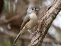 Tufted Titmouse - Lake Barkley WMA, Dover,  Stewart County, October 12, 2020