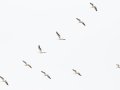 American White Pelicans in "V" formation - Lake Barkley WMA, Dover,  Stewart County, October 8, 2020