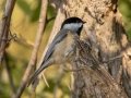 Carolina Chickadee - Lake Barkley WMA, Dover,  Stewart County, October 5, 2020