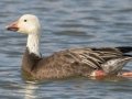 Snow Goose (dark morph) - Liberty Park and Marina, Clarksville, Montgomery County, December 16, 2020