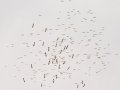 American White Pelicans - Lake Barkley WMA, Dover,  Stewart County, October 8, 2020