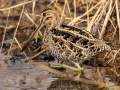 Wilson's Snipe - Liberty Park and Marina, Clarksville, Montgomery County, December 16, 2020