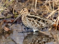 Wilson's Snipe - Liberty Park and Marina, Clarksville, Montgomery County, December 16, 2020