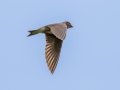 Purple Martin (female) - Robertson County, Private Residence, July 1, 2020