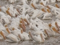 American White Pelicans - Lake Barkley WMA, Dover,  Stewart County, October 12, 2020