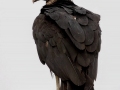 Black Vulture - Montgomery County Yard Bird, Aug 01, 2020