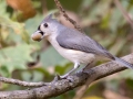 Tufted Titmouse - Cross Creeks NWR, Dover,  Stewart County, October 8, 2020