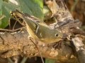 Ruby-crowned Kinglet -Lake Barkley WMA, Dover,  Stewart County, October 5, 2020