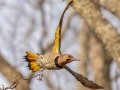 Northern Flicker (Yellow-shafted) - Bells Bend Park, Nashville, Davidson County, December 11, 2020